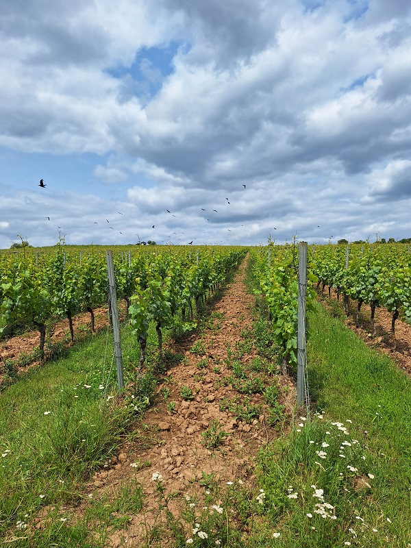 Weinbergwanderwege im Rheingau - Weitblick trifft lernen
