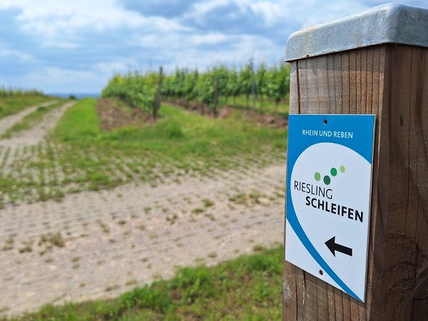 Weinbergwanderwege im Rheingau - die Rieslingschleifen
