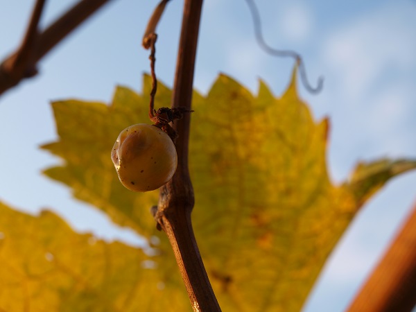 Weinbergwanderwege im Rheingau - Hauptsaison ist im Herbst und zur Lese